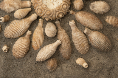 Radioles d'oursin fossile (Cidaropsis sp, Maroc)